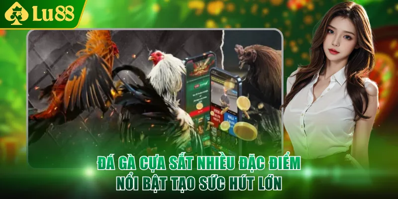 Đá gà cựa sắt nhiều đặc điểm nổi bật tạo sức hút lớn